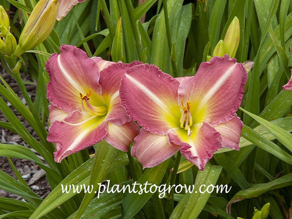 Daylily Becky Lynn (Hemerocallis)
20 inches tall
6 inch rose blend with green throat 
early, diploid
(Guidry, 1977)